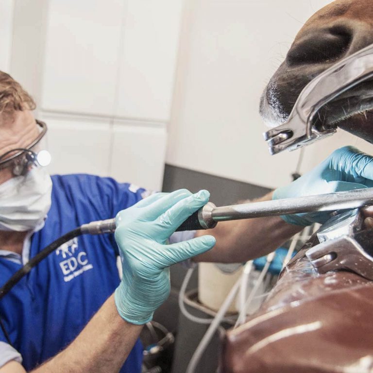 modern-equine-dentistry-for-equine-dental-technicians-uk