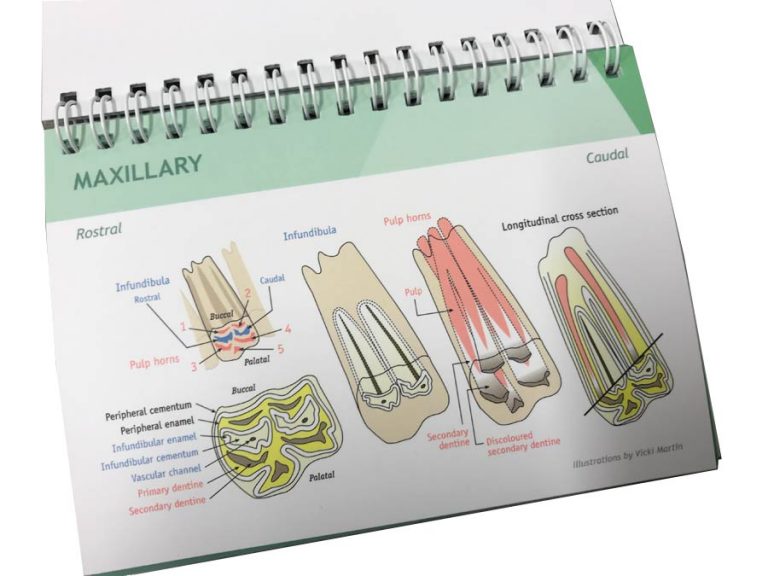 Equine Dental Anatomy and Pathology Flip Chart