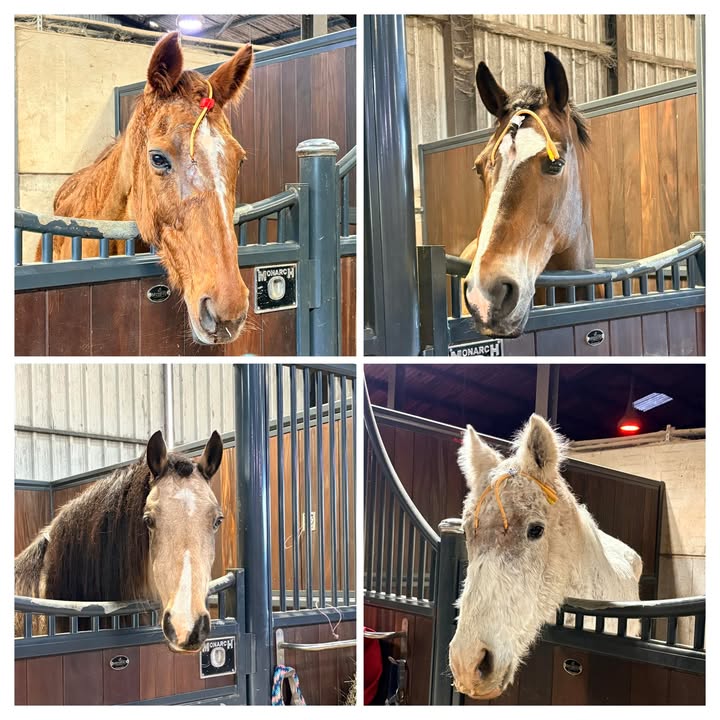 Equine Dental Clinic Ltd