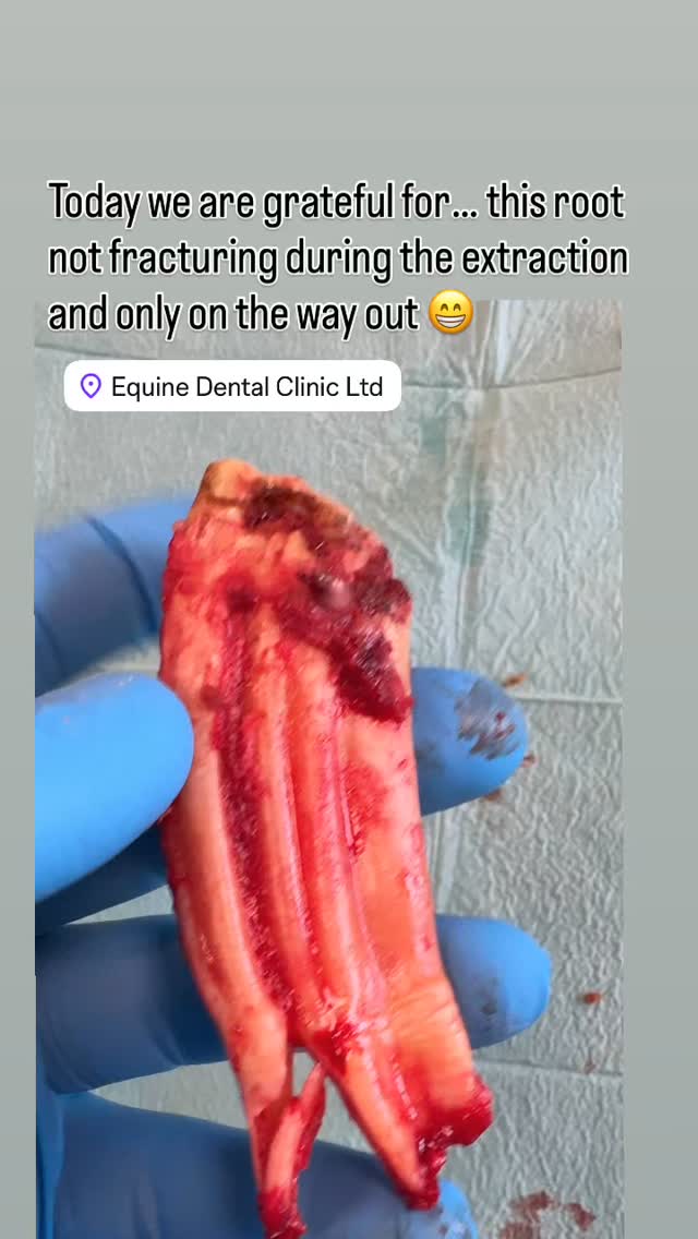 Equine Dental Clinic Ltd