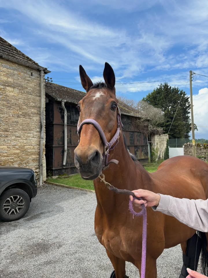 Equine Dental Clinic Ltd